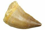 Fossil Mosasaur (Thalassotitan) Tooth - Morocco #364052-1